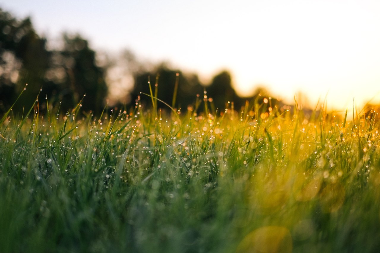 In The Tall Grass