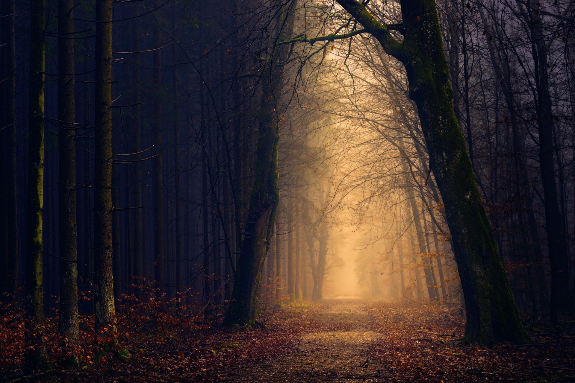 People Reveal Their Creepy Experiences In The Woods That Made Them Never Want To Go Back Thought Catalog People Reveal Their Creepy Experiences In The Woods That Made Them Never Want To Go Back Thought Catalog