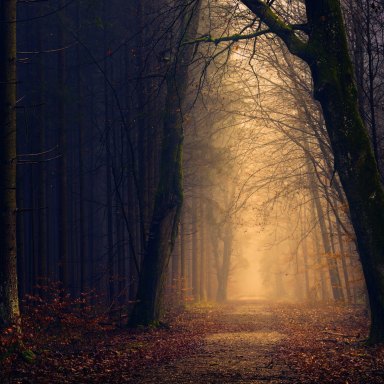 20 People Reveal Their Creepy Experiences In The Woods That Made Them Never Want To Go Back