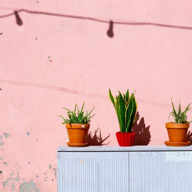 How Houseplants Help Millennials Struggling With Their Mental Health