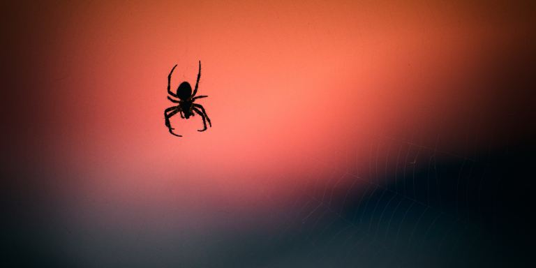 The Spiders Under Your Skin