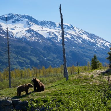 A Tale Of Two Tree Planters: Surviving A Bear Encounter In The Backcountry
