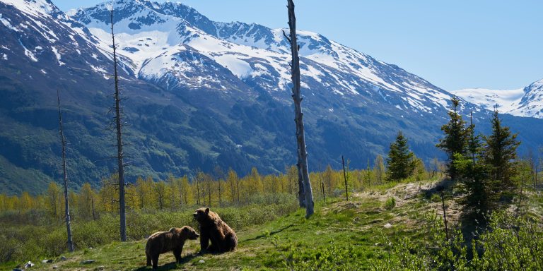 A Tale Of Two Tree Planters: Surviving A Bear Encounter In The Backcountry