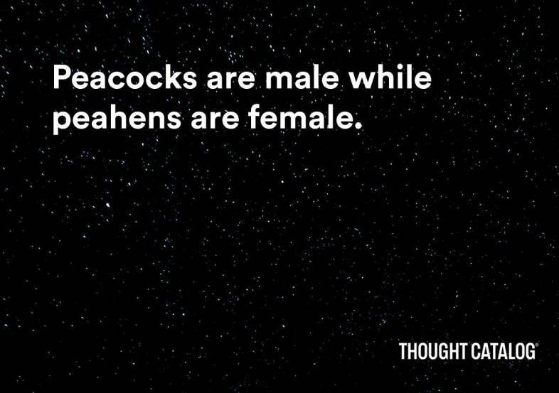 fun facts
