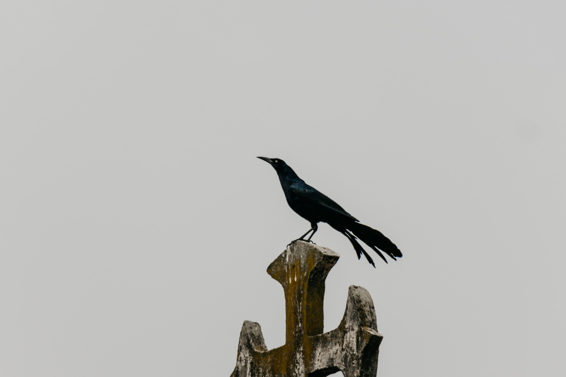 37+ Edgar Allan Poe Quotes About Death Background