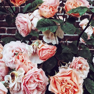 pink roses on brown brick wall