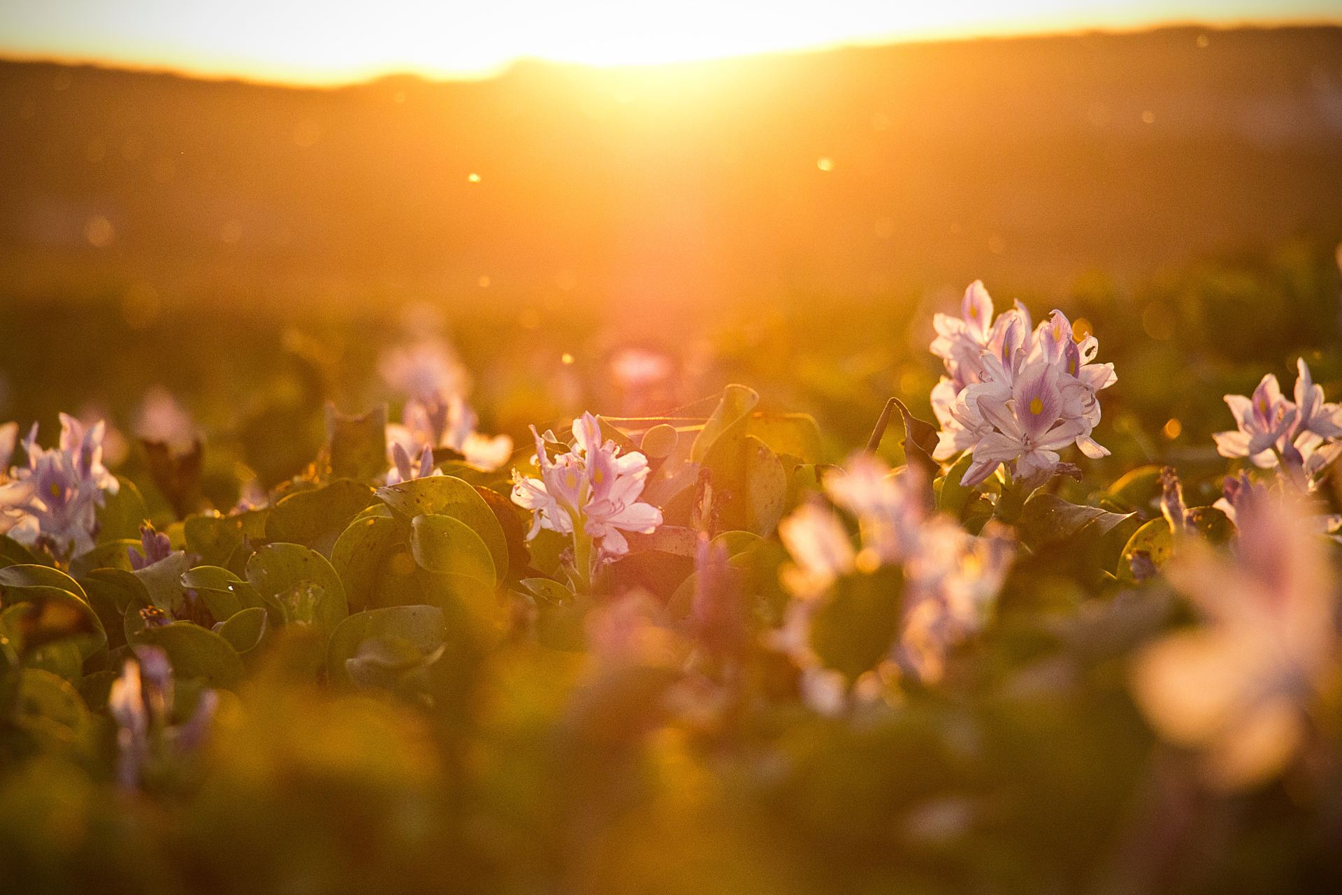 tilt shift lens photography of flower field during sunset