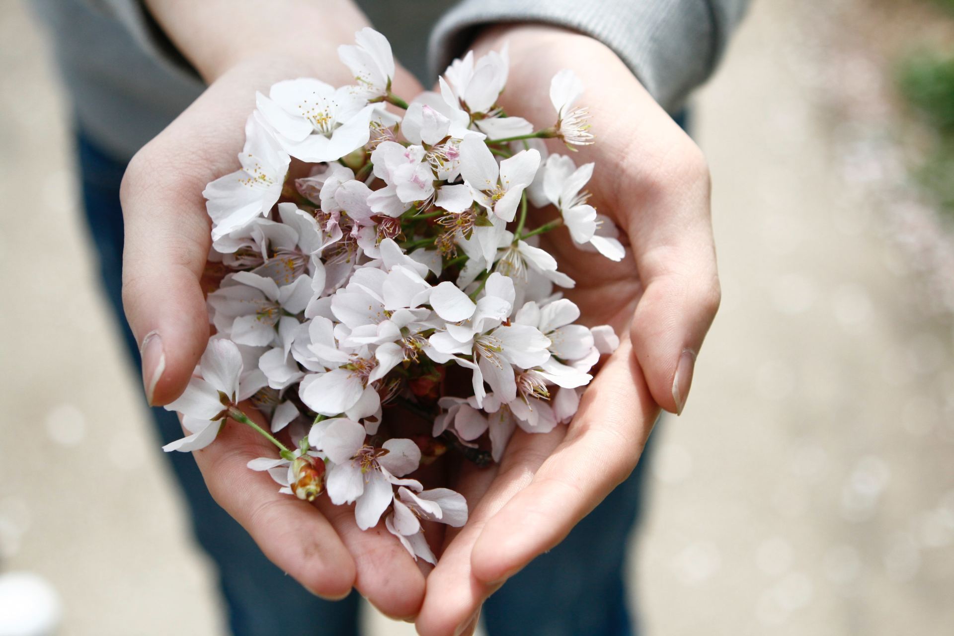 selective focus photography of person holding white clustered flowers