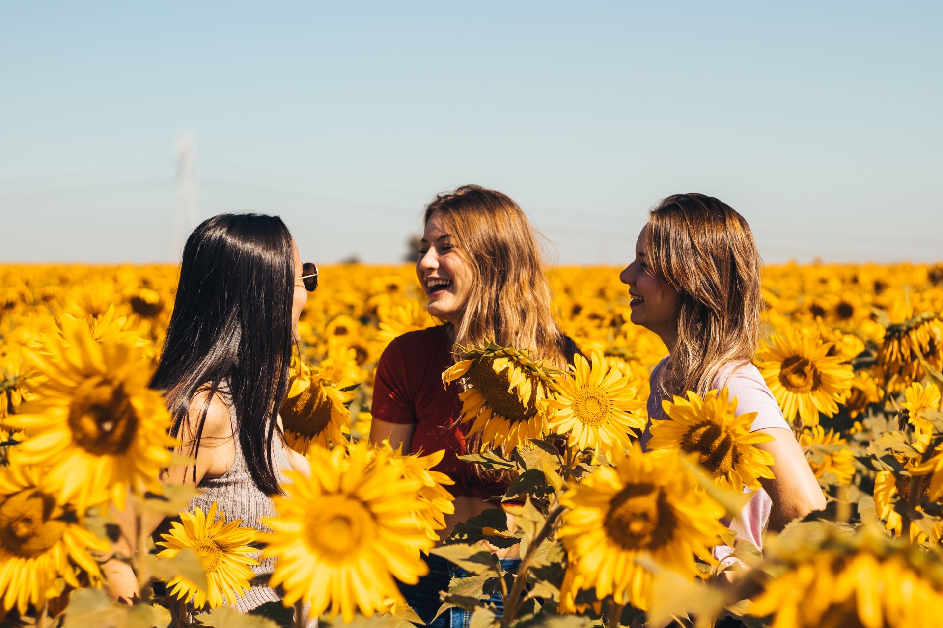 3 women in yellow sunflower field during daytime