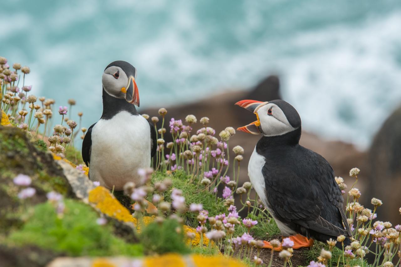 two black and white birds photo