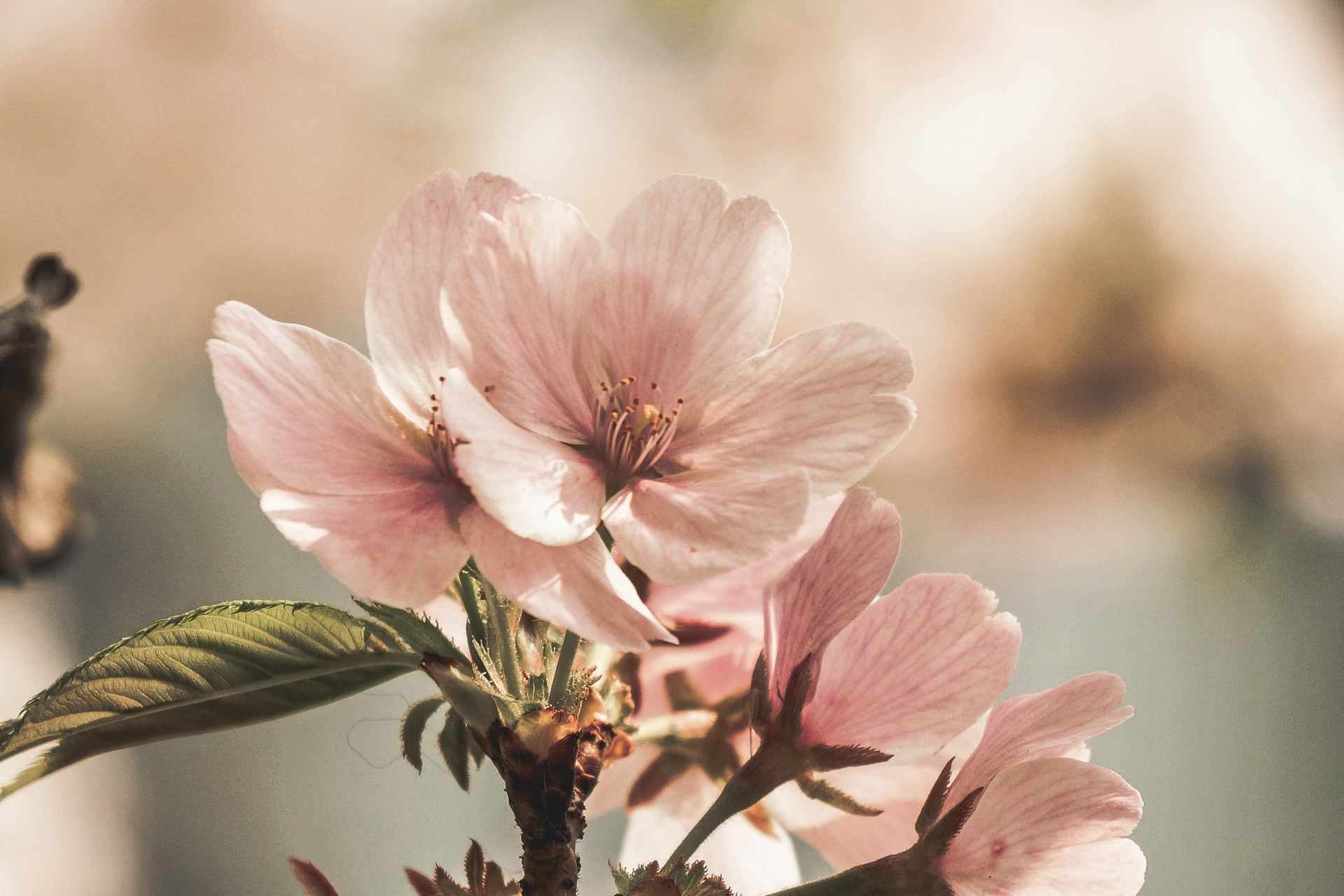 selective focus photography of blooming pink flower