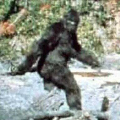 The 10 Best Arguments That Bigfoot Is Real