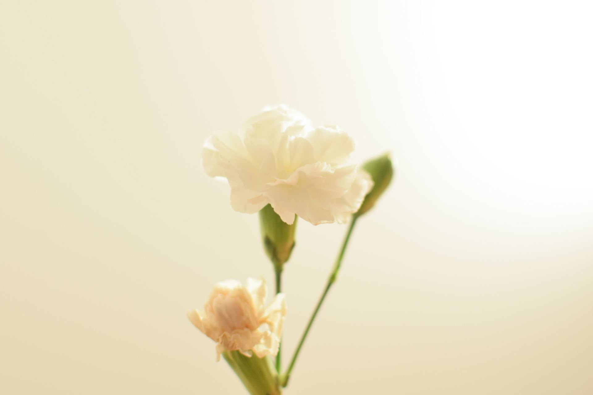 white petaled flower bloom close-up photography
