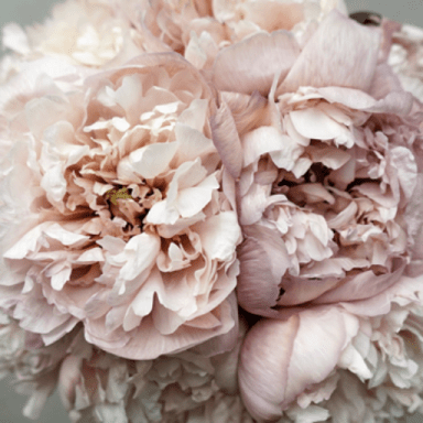 Carleen Crocco
