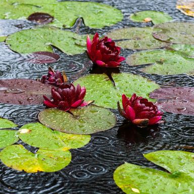 three purple flowers on body of water during rain