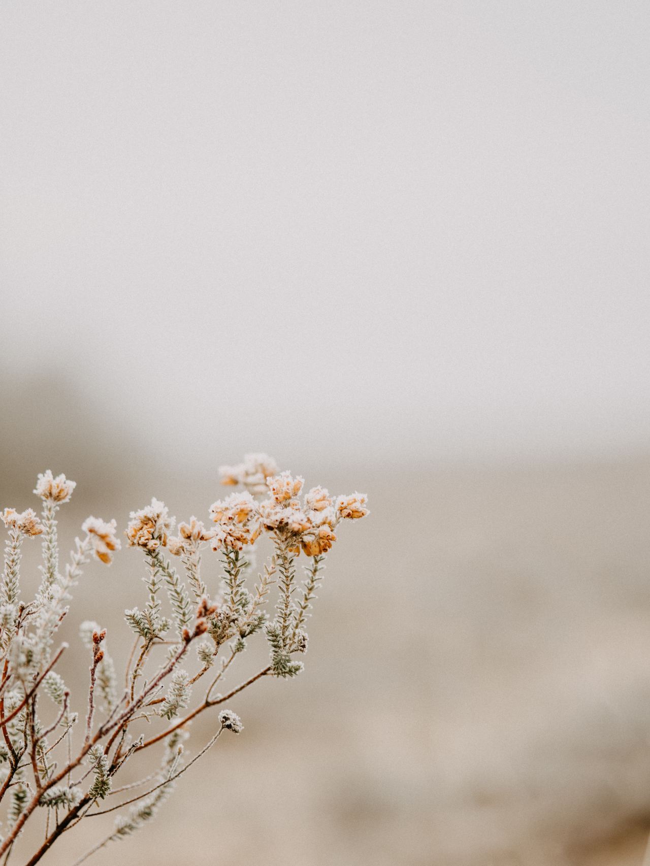 white flower in tilt shift lens