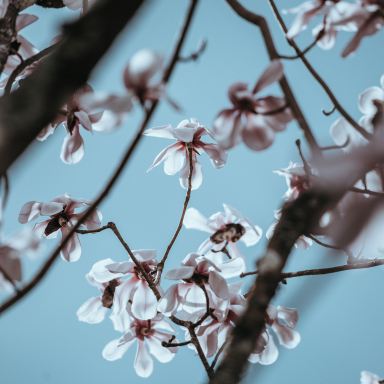 pink flowers during daytime