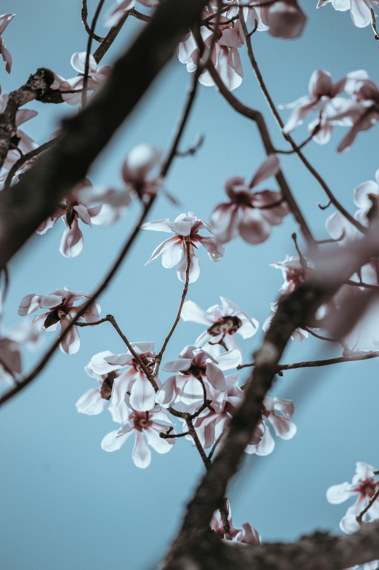 pink flowers during daytime