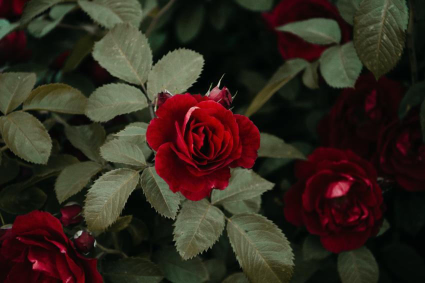 Shallow Focus Photography of Red Rose