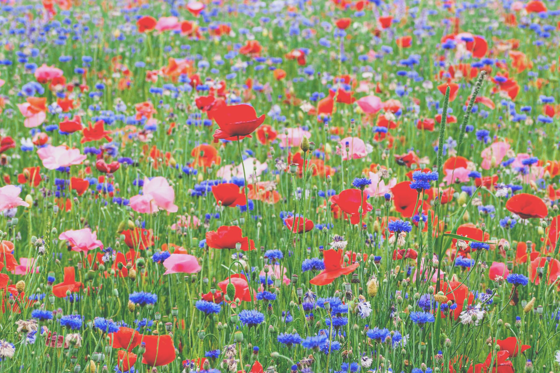 red blue and yellow flower field