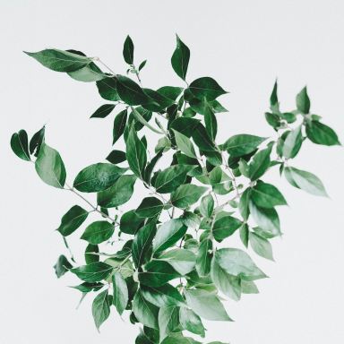 green leaf plant