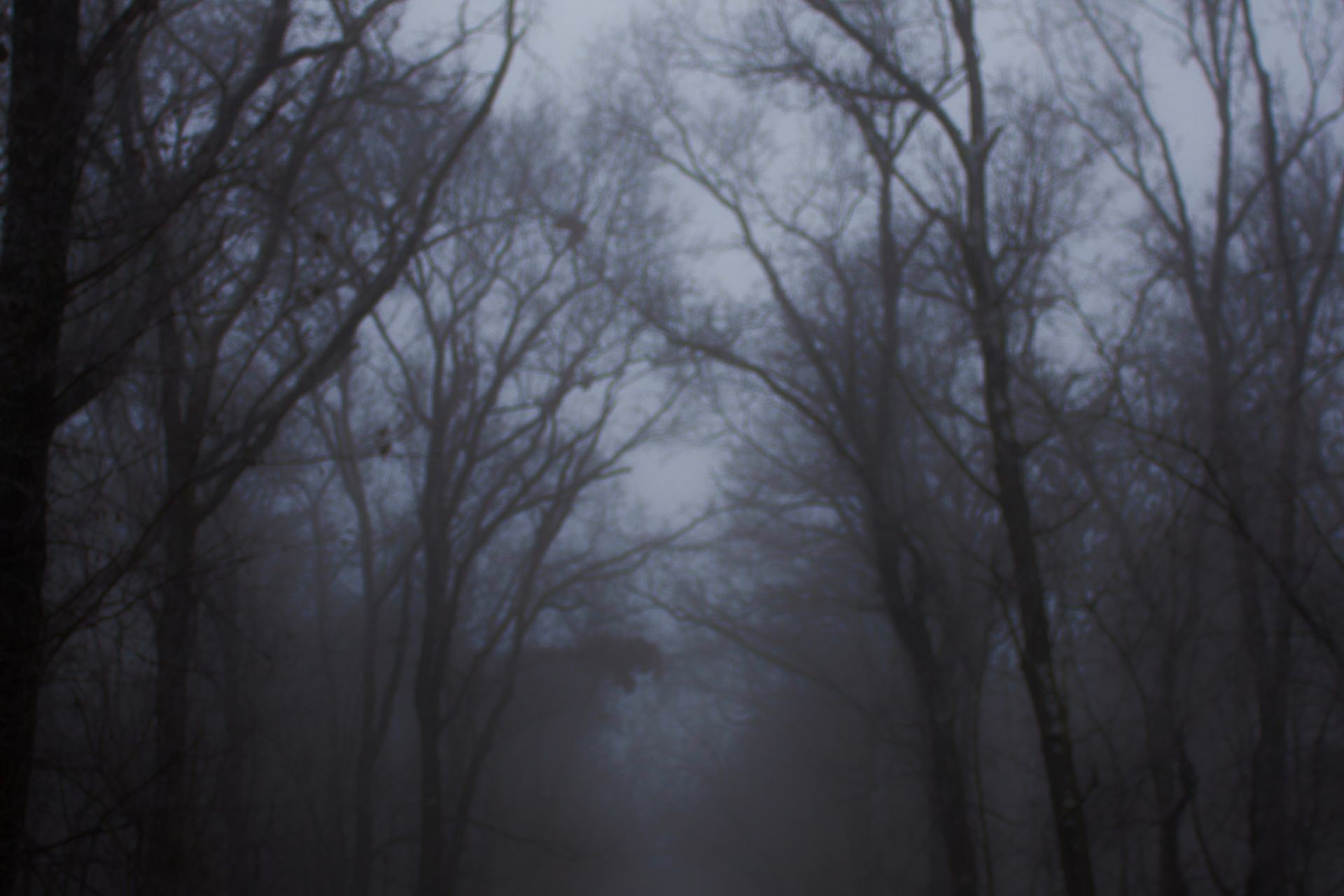 forest with fog