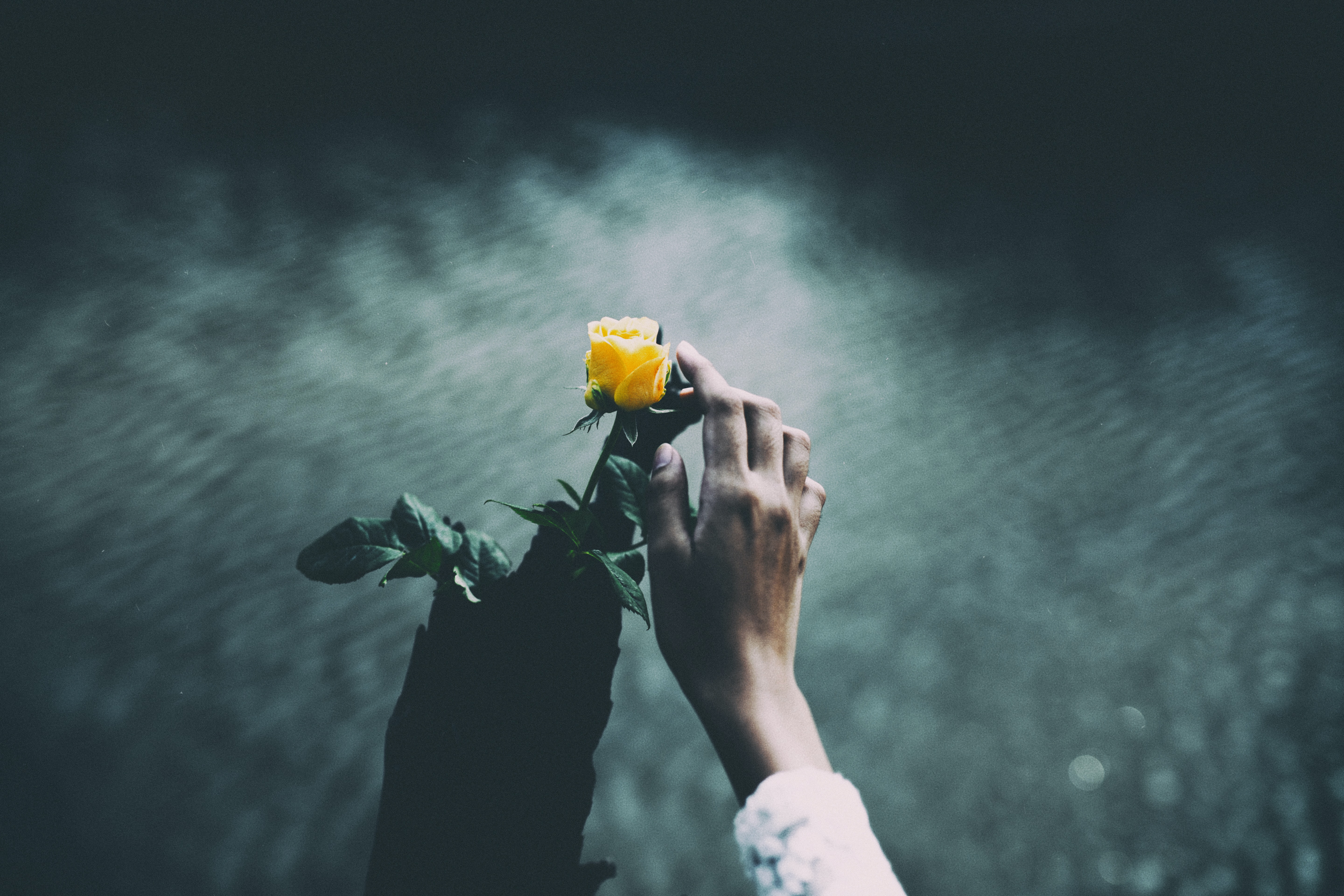 В руках моих печаль. Цветок на руку.. Цветок одиночества. Мрачные цветы. Цветы мрак.