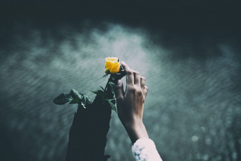 focus photo of person holding yellow rose