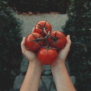 A Guide To Successfully Growing Tomatoes For Snacking And Self-Care
