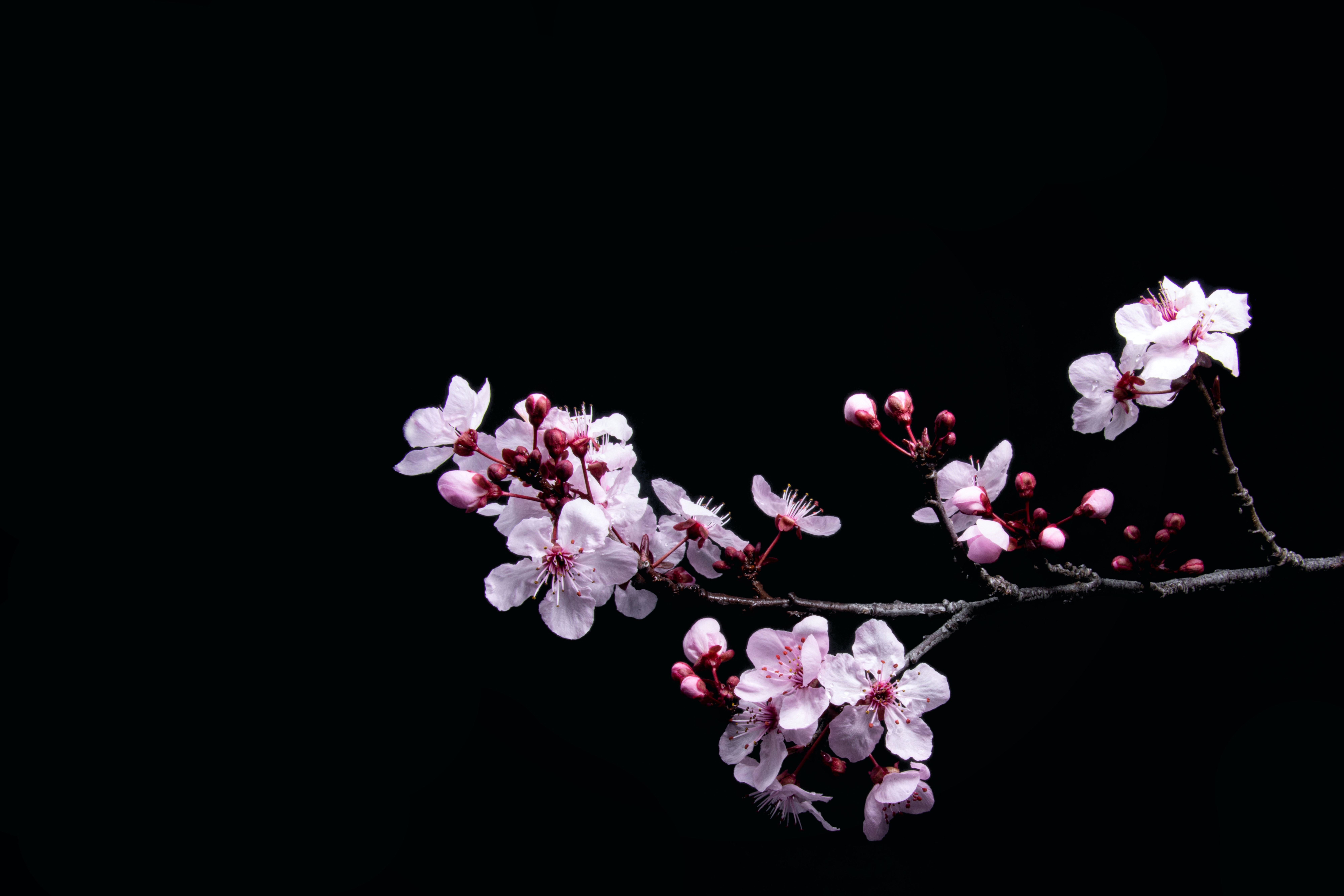 Ветка цветущей сакуры. Черри блоссом цветок. Цветение Сакуры. Сакура Дикая вишня.