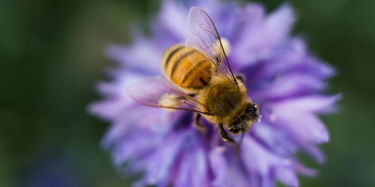 This Is What Your Zodiac Sign’s Ruling Insect Says About You Thought