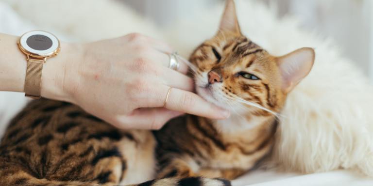 70+ Cat Trivia Questions For Pet Owners