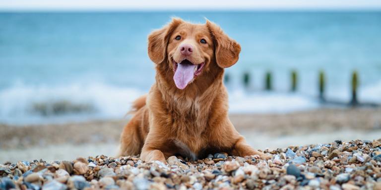 80+ Dog Trivia Questions For Animal Lovers 