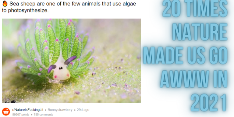 20 Times Nature Made Us Go Awww In 2021