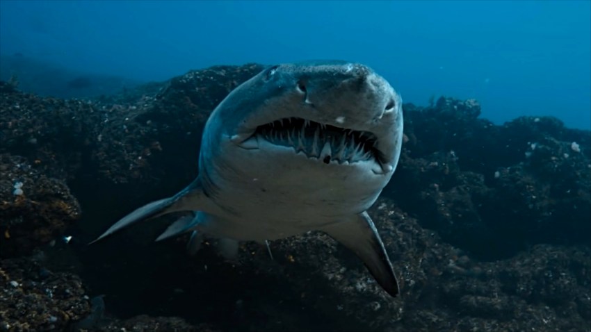 What To Watch On July 6, 2025: So Many Sharks On Disney+