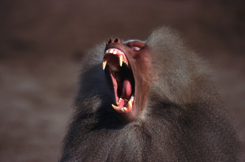 No Monkeying Around – Family Vacation In Bali Turns Into Nightmare After Monkey Attack