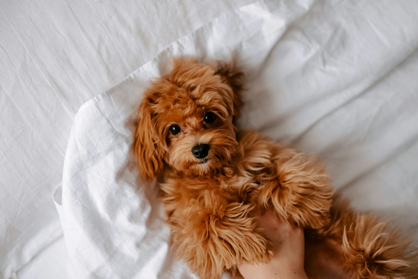 30 Real Facts About Your Dog aI’ll Bet You Didn’t Know